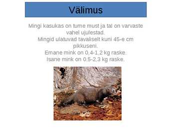 Mink #2