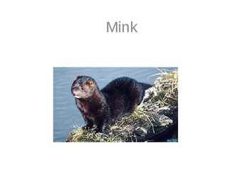 Mink
