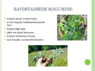 RAVIMTAIMED JA NENDE KASUTAMINE-RAVIMIVORMID #3