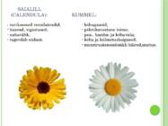 RAVIMTAIMED JA NENDE KASUTAMINE-RAVIMIVORMID #5
