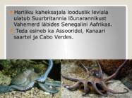 Kaheksajalad #2