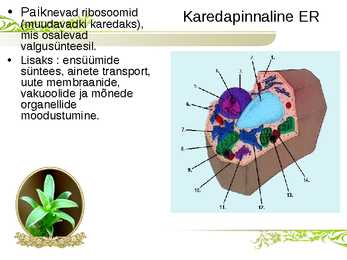 Endoplasmaatiline retiikulum ja Golgi kompleks #4