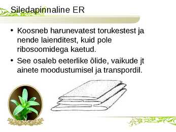 Endoplasmaatiline retiikulum ja Golgi kompleks #5