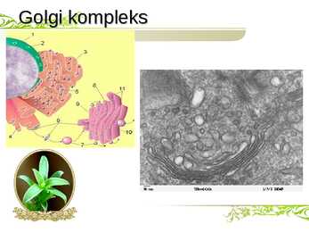 Endoplasmaatiline retiikulum ja Golgi kompleks #7
