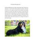 The Bernese Mountain Dog