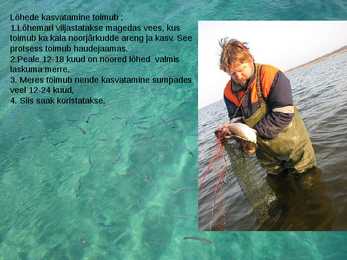 KALAKASVATUS #6
