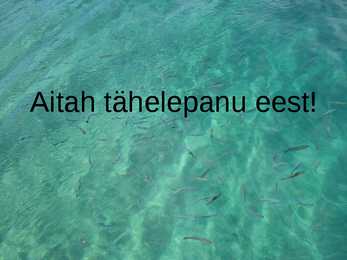 KALAKASVATUS #8