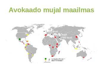 AVOKAADO #7