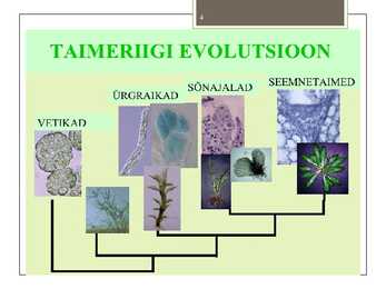 Taimede-loomade ja inimeste evolutsioon #4