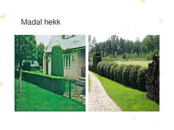 HEKID #10