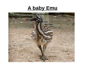 Emu #4