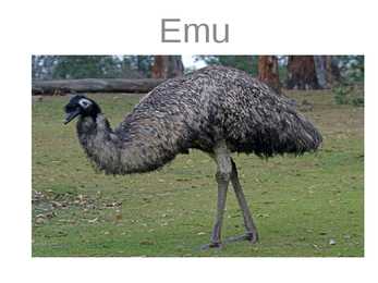 Emu