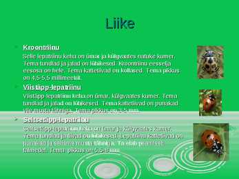 Lepatriinu - esitlus #10