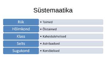Korvõielised #2