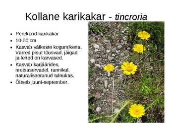Korvõielised #14