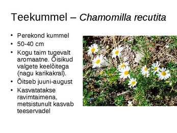 Korvõielised #17