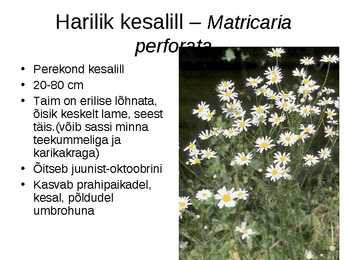 Korvõielised #18