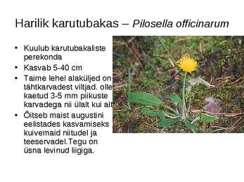 Korvõielised #35