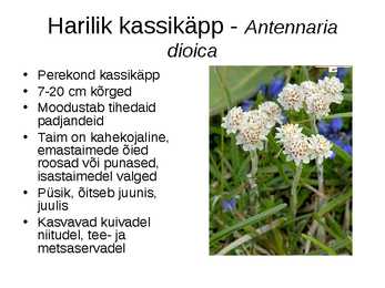 Korvõielised #6
