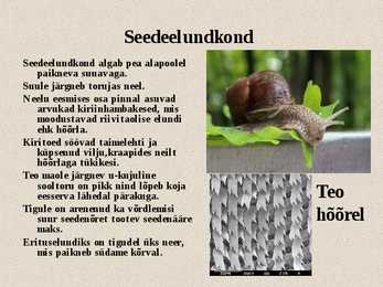 Teod ja limused #4