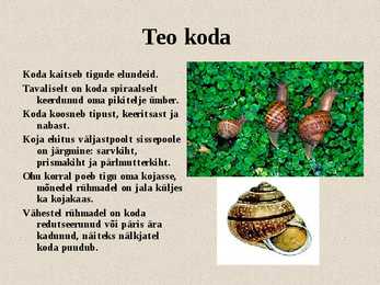 Teod ja limused #6