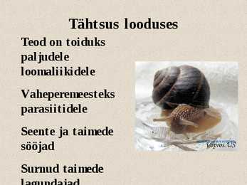 Teod ja limused #9