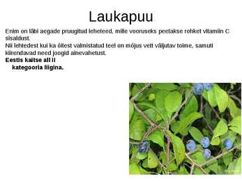 Puittaimed toiduks-ravimiks ja mürgiks-ettekanne #17
