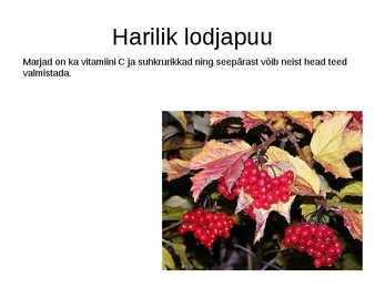 Puittaimed toiduks-ravimiks ja mürgiks-ettekanne #20