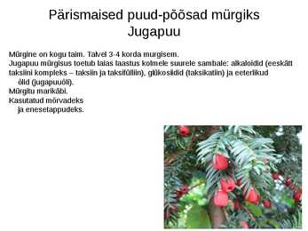 Puittaimed toiduks-ravimiks ja mürgiks-ettekanne #30