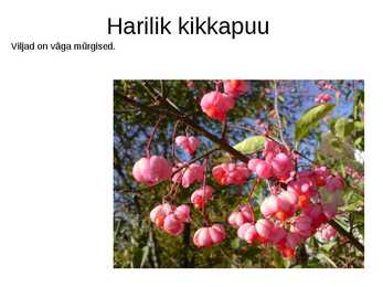 Puittaimed toiduks-ravimiks ja mürgiks-ettekanne #31