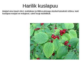 Puittaimed toiduks-ravimiks ja mürgiks-ettekanne #32