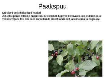 Puittaimed toiduks-ravimiks ja mürgiks-ettekanne #35