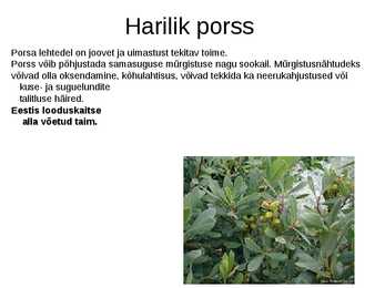 Puittaimed toiduks-ravimiks ja mürgiks-ettekanne #36