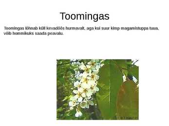 Puittaimed toiduks-ravimiks ja mürgiks-ettekanne #37