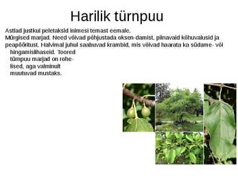 Puittaimed toiduks-ravimiks ja mürgiks-ettekanne #38
