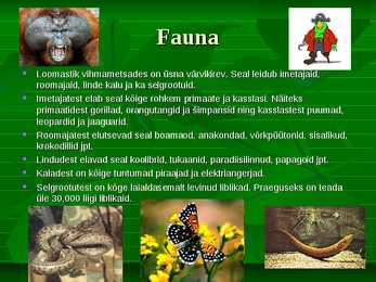 Ekvatoriaalne vihmamets #4