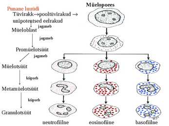 Vereloome e-hemopoees #11