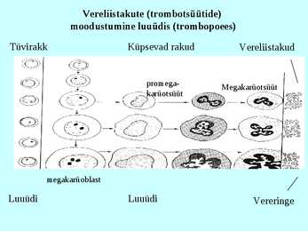 Vereloome e-hemopoees #15