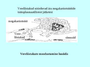 Vereloome e-hemopoees #16