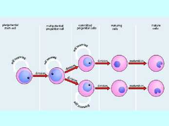 Vereloome e-hemopoees #5