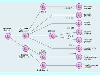 Vereloome e-hemopoees #6