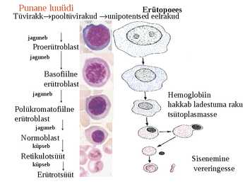 Vereloome e-hemopoees #9