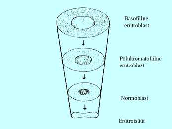 Vereloome e-hemopoees #10