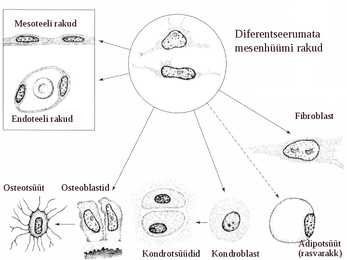 Histoloogia ja embrüoloogia #4