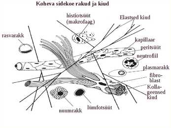 Histoloogia ja embrüoloogia #6
