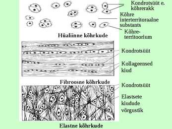 Kõhr- ja luukude #11