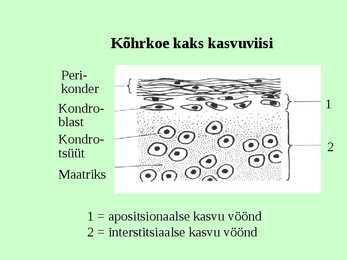 Kõhr- ja luukude #14
