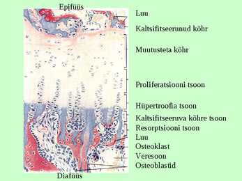 Tugikoed II - Luukude #20