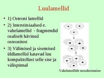 Tugikoed II - Luukude #8