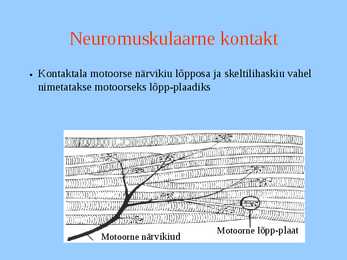 Lihaskude #16
